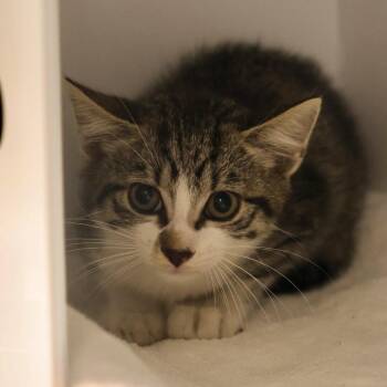 Lexus -  Domestic Short Hair Cat for Adoption in Briarcliff Manor, New York - Lexus | PetCurious