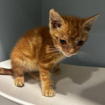 Lemon Pepper -  Domestic Short Hair Cat for Adoption in Chattanooga, Tennessee - Lemon Pepper | PetCurious