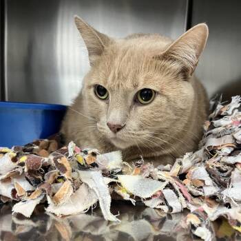 Domestic Short Hair Cats Available for Adoption - Edwin | PetCurious