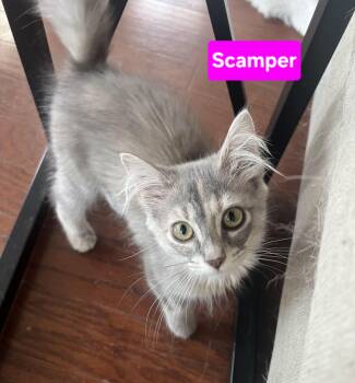Scamper (siblings are Mouse, Nibbles & Squeak) -  Domestic Medium Hair Cat for Adoption in Brighton, Michigan - Scamper (siblings Are Mouse, Nibbles & Squeak) | PetCurious