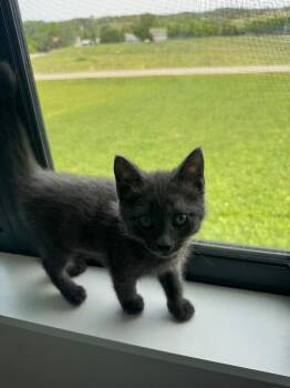 Domestic Short Hair Cats Available for Adoption in Johnson City, Tennessee - Tuna | PetCurious