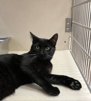 WILMA -  Domestic Short Hair Cat for Adoption in Springfield, Massachusetts - WILMA | PetCurious