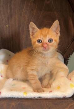 Butch Cassidy -  Domestic Short Hair Cat for Adoption in Nashville, Tennessee - Butch Cassidy | PetCurious