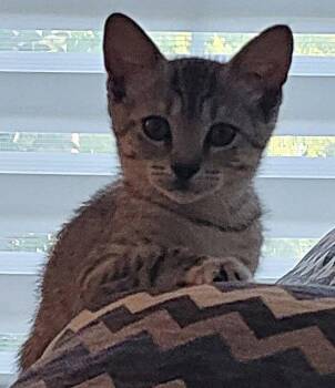 Rose -  Domestic Short Hair Cat for Adoption in Oviedo, Florida - Rose | PetCurious
