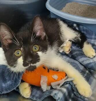Jeeves -  Domestic Short Hair Cat for Adoption in Winthrop, Maine - Jeeves | PetCurious