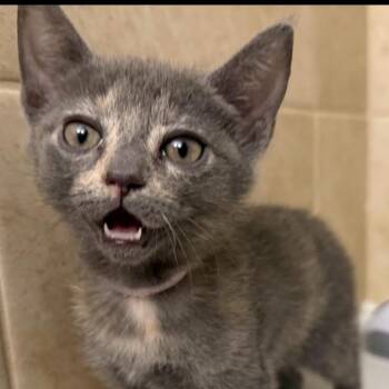 Aylah -  Domestic Short Hair Cat for Adoption in Santa Fe, Texas - Aylah | PetCurious