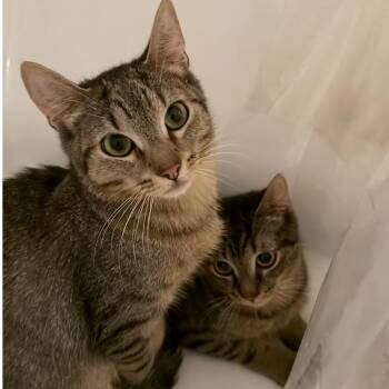 Banza & Rummo -  Domestic Short Hair Cat for Adoption - Banza & Rummo | PetCurious