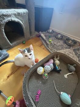 Ivy (Ready for adoption end of July) -  American Shorthair Cat for Adoption in Round Rock, Texas - Ivy (Ready For Adoption End Of July) | PetCurious