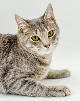 Silver and Tabby Cats Available for Adoption in Bedford Hills, New York - Luna Is A LOVE LOVE LOVE - Lap Cat!   VIDEOS!  Therapy Sweet! | PetCurious