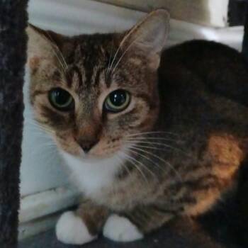 Tempurra -  Domestic Short Hair Cat for Adoption in Winchester, Virginia - Tempurra | PetCurious