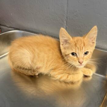 TUSC-Stray-84836 -  Domestic Short Hair Cat for Adoption in Tuscaloosa, Alabama - TUSC-Stray-84836 | PetCurious