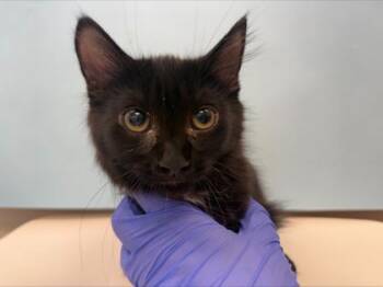 Double Dutch -  Domestic Medium Hair and Domestic Short Hair Cat for Adoption in Woodbury, Minnesota - Double Dutch | PetCurious