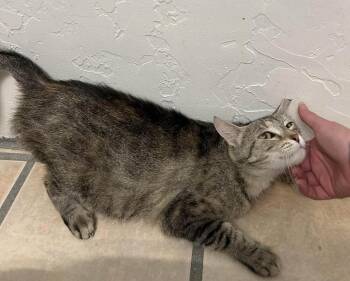 Eris -  Domestic Short Hair Cat Available for Adoption in Tucson, Arizona - Eris | PetCurious