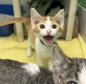 SHELL -  Domestic Short Hair Cat for Adoption in Peoria, Illinois - SHELL | PetCurious