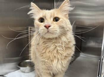Domestic Short Hair Cats Available for Adoption in Pueblo, Colorado - SNAP | PetCurious