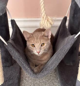 Cinnamon -  Domestic Short Hair Cat for Adoption in Cincinnati, Ohio - Cinnamon | PetCurious