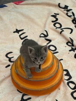 Domestic Short Hair Cats Available for Adoption in Roseville, California - Darry | PetCurious