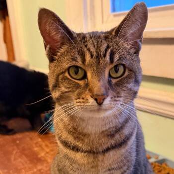 Domestic Short Hair Cats Available for Adoption in Melbourne, Kentucky - Milo | PetCurious