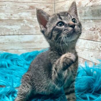 Violet -  Domestic Short Hair Cat for Adoption in Lexington, Kentucky - Violet | PetCurious