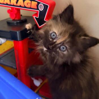 Fendi -  Domestic Long Hair Cat for Adoption in La Grange, Kentucky - Fendi | PetCurious