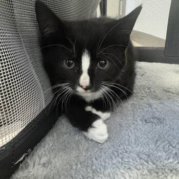 Fanny -  Domestic Short Hair Cat for Adoption in West Deptford, New Jersey - Fanny | PetCurious