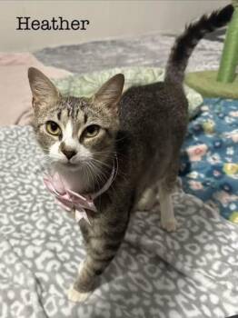 Heather -  Domestic Short Hair Cat for Adoption in Spruce Pine, North Carolina - Heather | PetCurious
