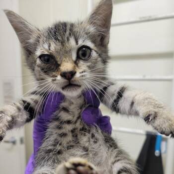Jelly -  Domestic Short Hair Cat for Adoption in Westminster, California - Jelly | PetCurious