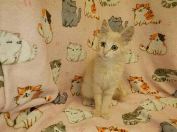A1410468 -  Domestic Medium Hair Cat for Adoption in San Jose, California - A1410468 | PetCurious