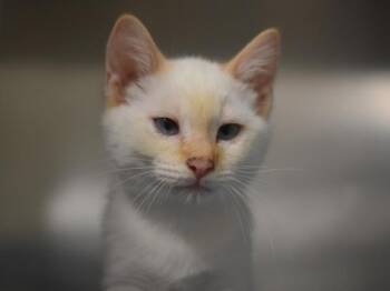 Bonfire -  Siamese Cat for Adoption in Portland, Oregon - Bonfire | PetCurious