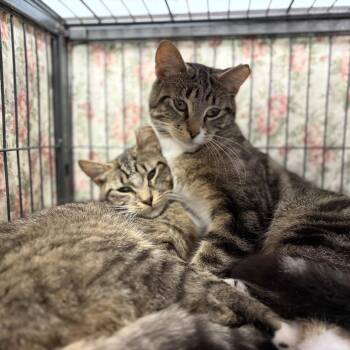 Tipper & Sassy Frassy (bonded brothers) -  Domestic Short Hair Cat for Adoption in Cortland, New York - Tipper & Sassy Frassy (bonded Brothers) | PetCurious