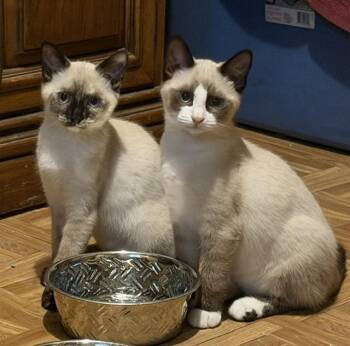 Weebles and Tipsy -  Siamese Cat for Adoption in Spencer, Massachusetts - Weebles And Tipsy | PetCurious