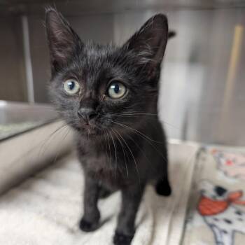 Serrano -  Domestic Short Hair Cat for Adoption in Independence, Kansas - Serrano | PetCurious