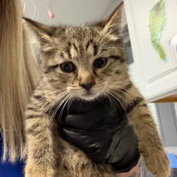 Sidney -  Domestic Medium Hair Cat for Adoption in Greenville, South Carolina - Sidney | PetCurious