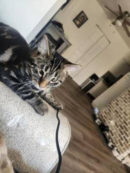 Percival -  Domestic Short Hair Cat for Adoption in Mokena, Illinois - Percival | PetCurious