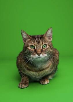 Domestic Short Hair Cats Available for Adoption in Woodmere, New York - Mae | PetCurious