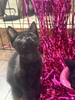 Kody -  Domestic Short Hair Cat Available for Adoption in Wilmington, North Carolina - Kody | PetCurious