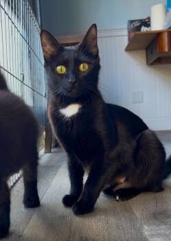JENNY - Young and Social -  Domestic Short Hair Cat for Adoption in Hillsboro, Oregon - JENNY - Young And Social | PetCurious