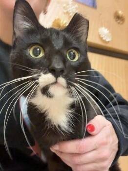 Sophie (aka Pepper) -  Domestic Short Hair Cat for Adoption in Chicago, Illinois - Sophie (aka Pepper) | PetCurious