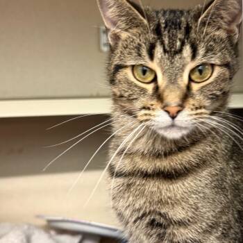 Rescue Domestic Short Hair Cats for Adoption in Wheeling, Illinois - Zorina | PetCurious