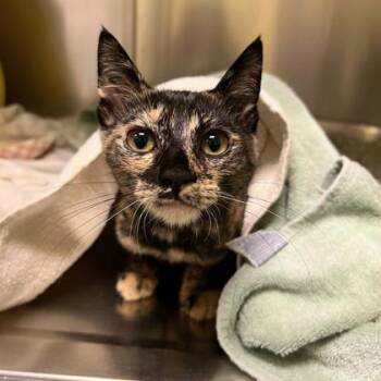 Pia -  Domestic Short Hair Cat for Adoption in Richmond, Virginia - Pia | PetCurious