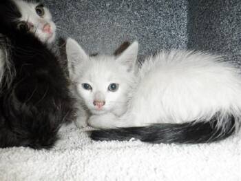 ZACH -  Domestic Short Hair Cat for Adoption in San Jose, California - ZACH | PetCurious