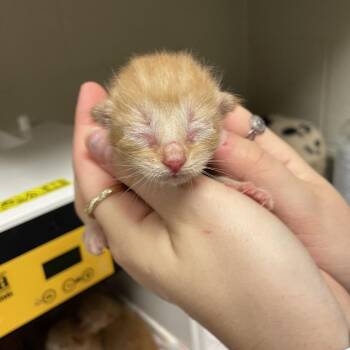 Norfolk -  Domestic Short Hair Cat for Adoption in Bristol, Indiana - Norfolk | PetCurious