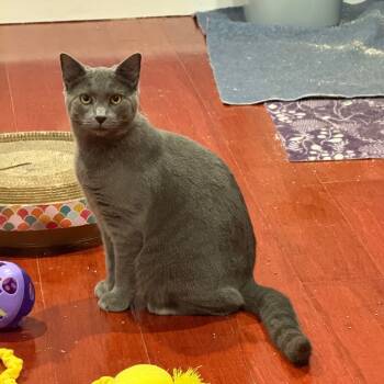 Rescue Domestic Short Hair Cats for Adoption in Gibsonia, Pennsylvania - Lin | PetCurious