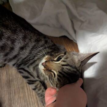 Mongo -  Domestic Short Hair Cat for Adoption in La Grange, Kentucky - Mongo | PetCurious