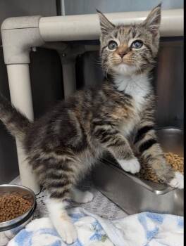 Heidi -  Domestic Short Hair Cat for Adoption in Evansville, Indiana - Heidi | PetCurious