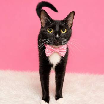 Carbon -  Domestic Short Hair Cat for Adoption in Binghamton, New York - Carbon | PetCurious