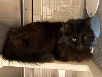 Domestic Long Hair Cats Available for Adoption in Colorado Springs, Colorado - OWLKITTY 2.0 | PetCurious
