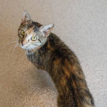 Malory -  Domestic Short Hair Cat for Adoption in Houston, Texas - Malory | PetCurious
