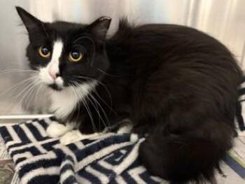 Apple Pie -  Domestic Short Hair Cat for Adoption in Golden Valley, Minnesota - Apple Pie | PetCurious