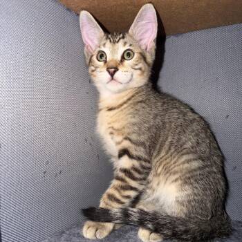 Beethoven -  Domestic Short Hair Cat for Adoption in Tempe, Arizona - Beethoven | PetCurious